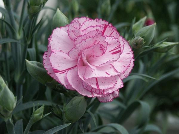 What is your birth flower!