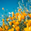 6 Flowers to Admire This Spring