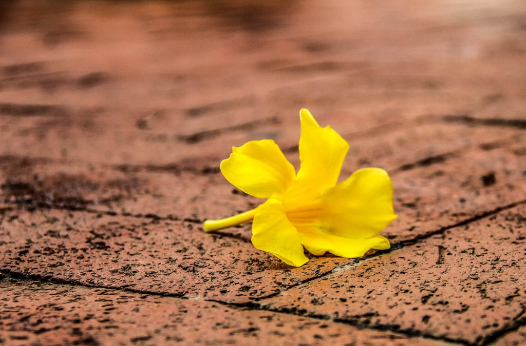 Cheery Daffodil Flower Delivery in Vadodara