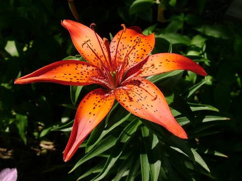 Florist in Yelahanka- Flower delivery in Yelahanka
