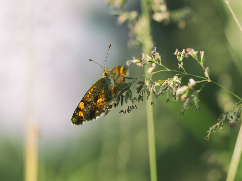 Flower Essences in Our Daily Lives | Daily Usage, Benefits & Importance