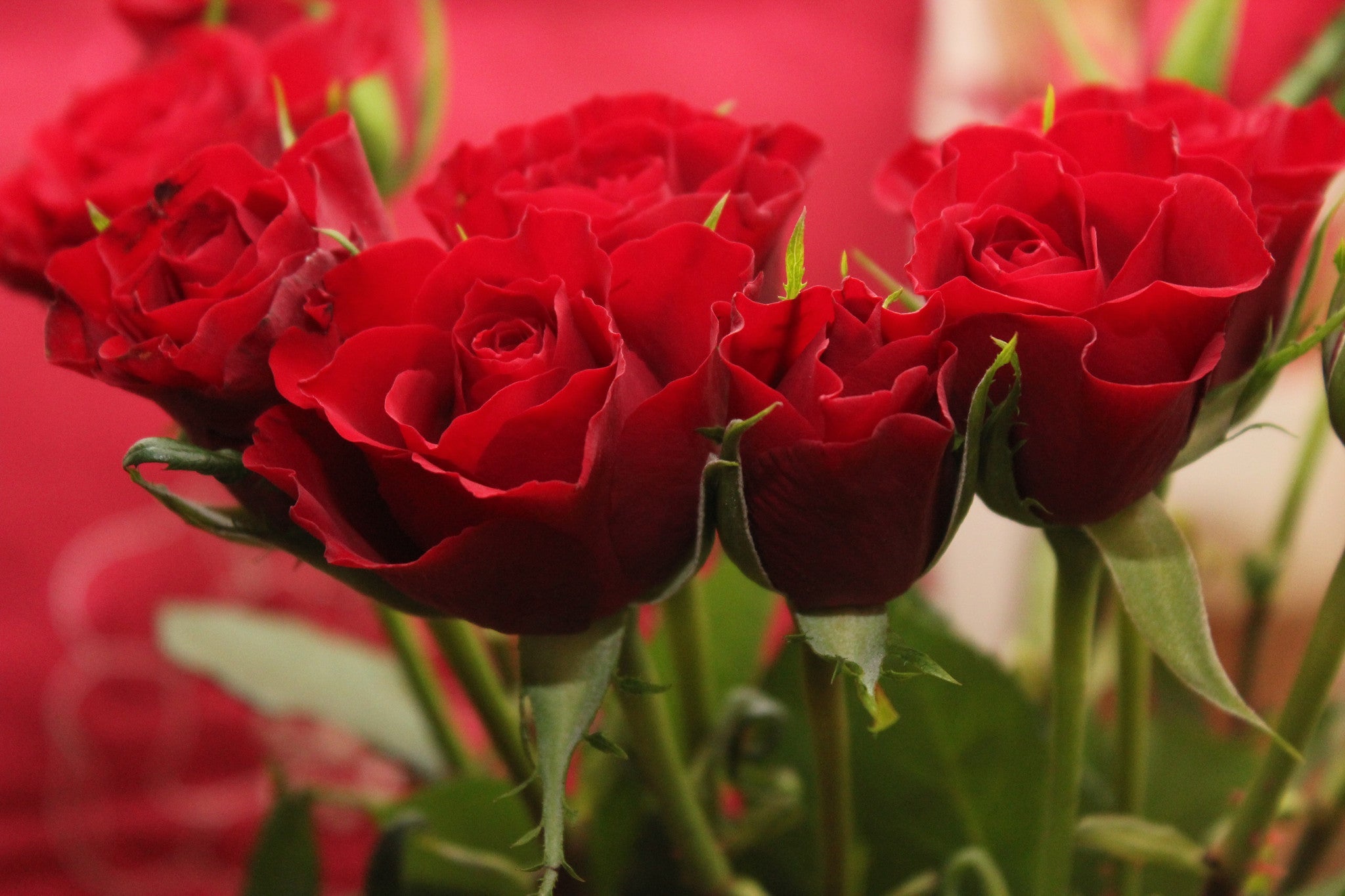Flower farming in Bangalore