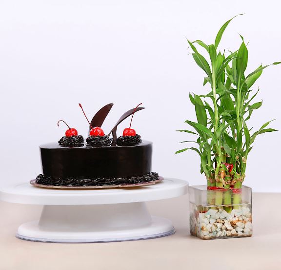 Premium Chcocolate Cake N Plant