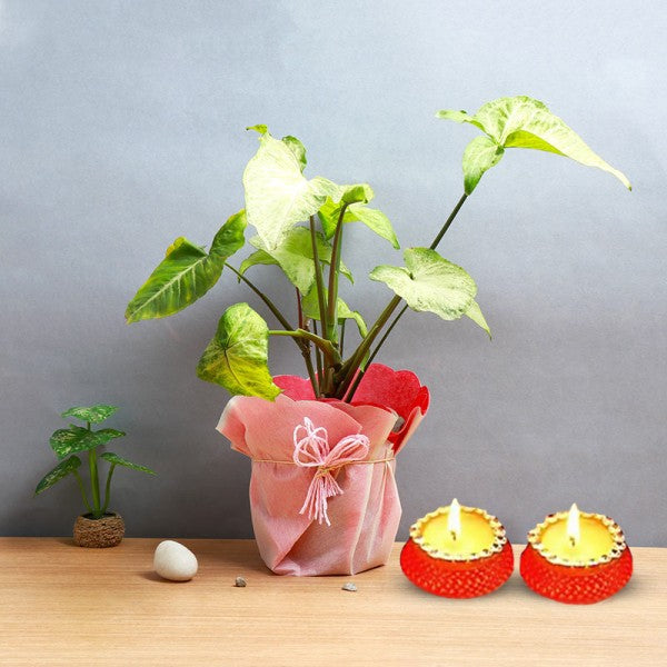 Happiness Combo For Diwali By Bloomsvilla