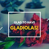 Glad to Have Gladiolas!
