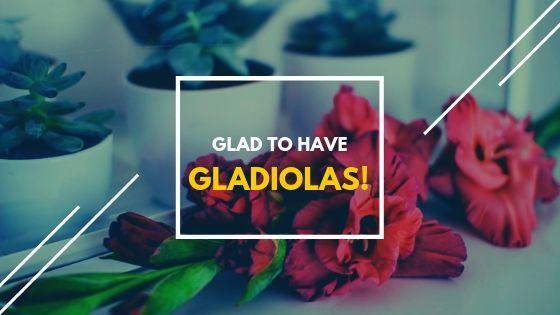 Glad to Have Gladiolas!