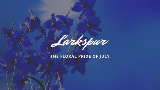 Larkspur- The Floral Pride of July