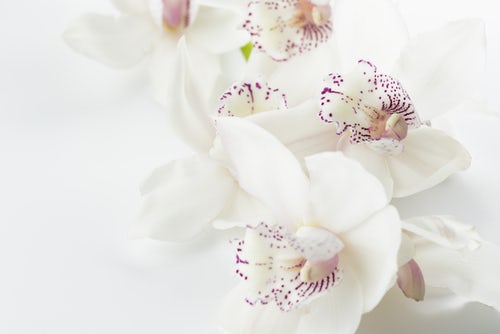 5 Orchids and Their Meanings