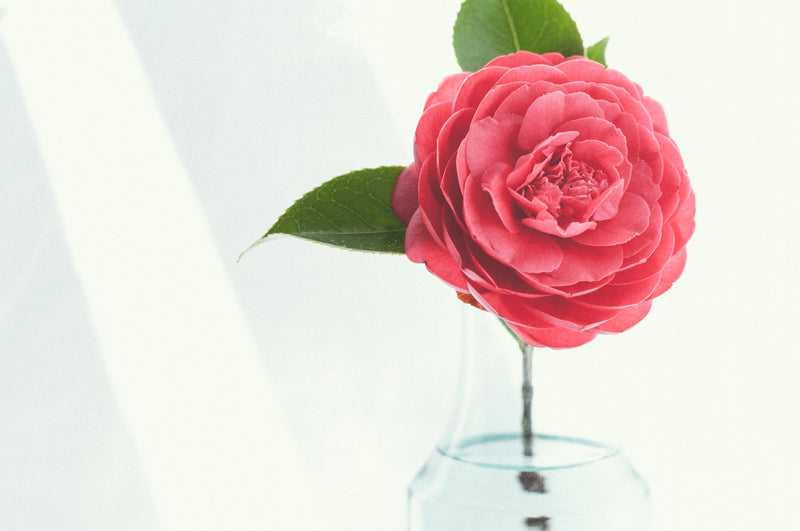 a flower a day keeps gloom away