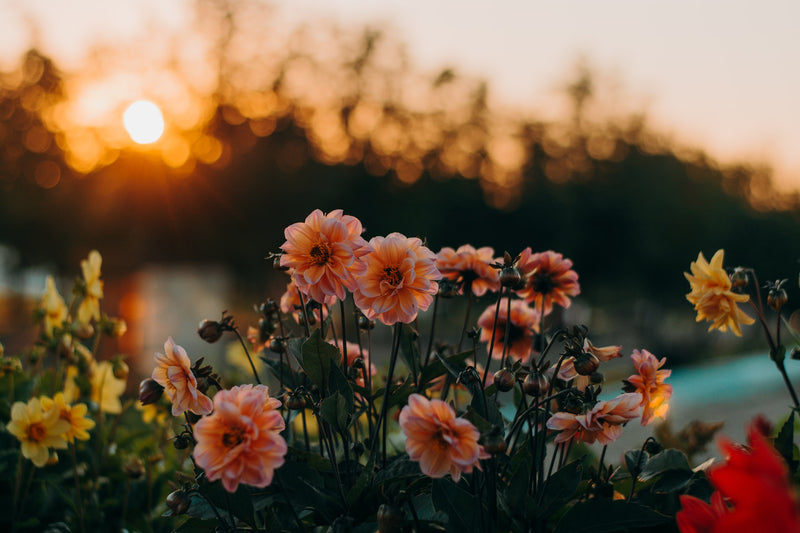 language of nature through flowers