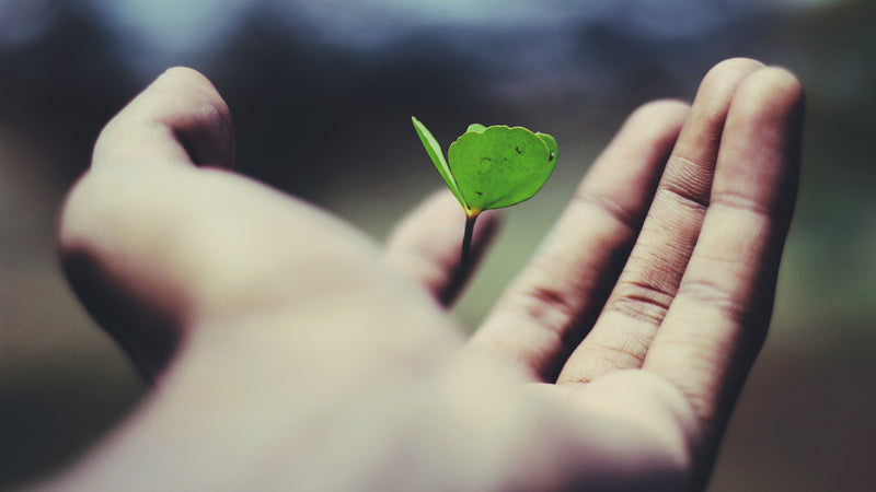 spiritual plants