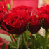 Flower farming in Bangalore