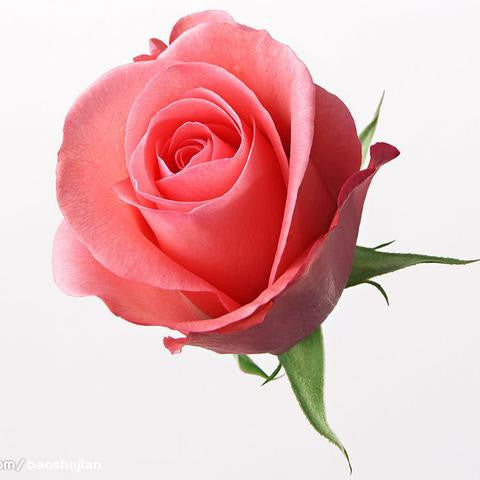 Rose color meanings