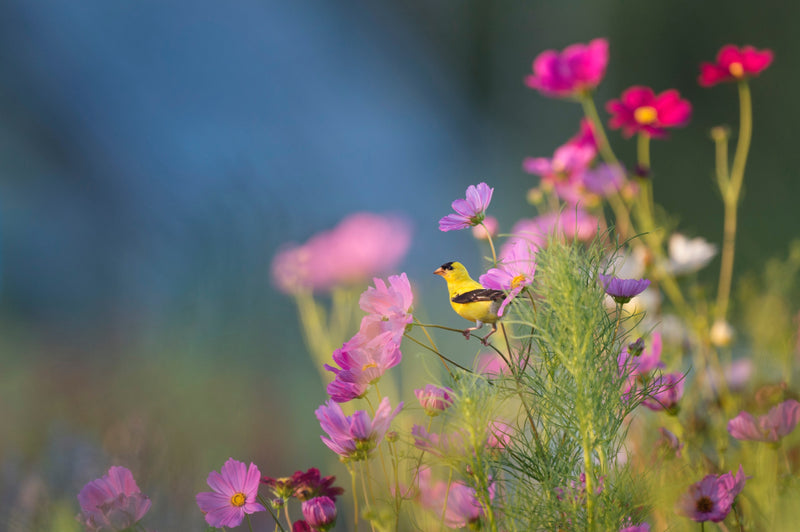 flowers facts