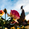 Reigning Roses (Part 1): Top 10 Gardening Tips for Roses