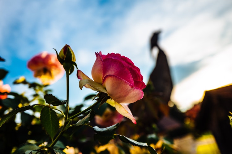 Reigning Roses (Part 1): Top 10 Gardening Tips for Roses