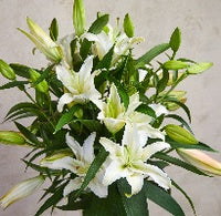 Lilies - for Flower Delivery on Category || White White