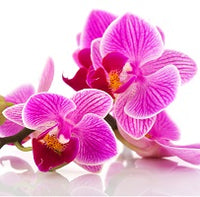 Orchids - for Midnight Flower Delivery on Category || Premium Premium