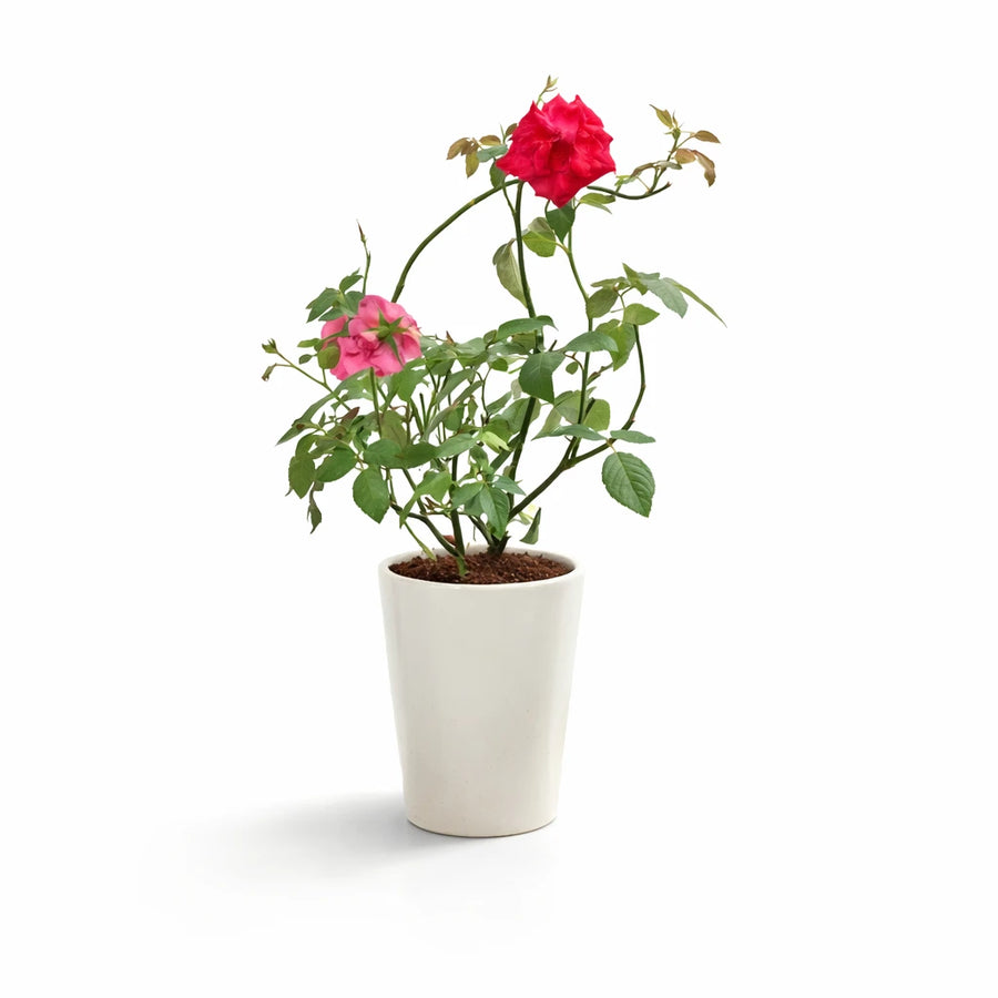 Rose Plant