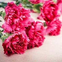 Carnation - for Online Flower Delivery on Occasion || Fathers DayFathers Day 