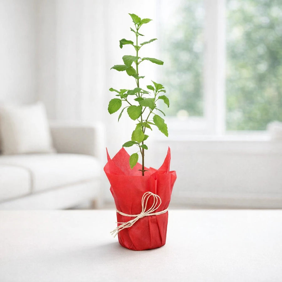 Tulsi Plant