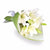 Elegant White Lily Bouquet- Flower Delivery in Category | Flowers | Premium Flowers -A simple and Elegant bouquet of 6 white Asiatic lily sticks. Simple and elegant bouquet of white lilies makes your recipient happy. This lily represents the beauty of nature at its very best!   Some Lilies may arrive in bud form, ready to bloom into full beauty in 2-4 days While we always strive to ensure that products are accurately represented in our photographs, from season to season and subject to availability, our florists may be required to substitute one or more flowers for a variety of equal or greater quality, appearance and value. 