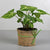 Syngonium - Air Purifier Plant- - for Midnight Flower Delivery in India -This beautiful plant contains: One Syngonium Plant Nicely arranged in a plastic pot Note: While we always strive to ensure that products are accurately represented in our photographs, from season to season and subject to availability, our florists may be required to substitute one or more flowers for a variety of equal or greater quality, appearance and value. 