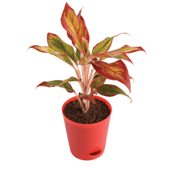 aglaonema air purifier Air Purifying Aglaonema Plant– Bloomsvilla