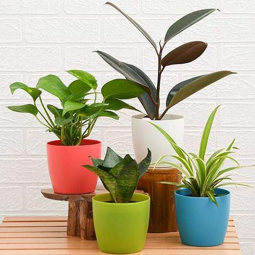Air Purifying Plant Combo