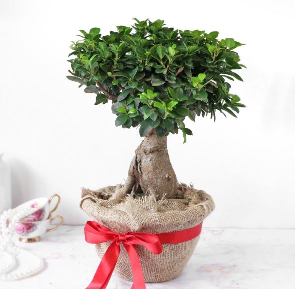Bonsai Treat