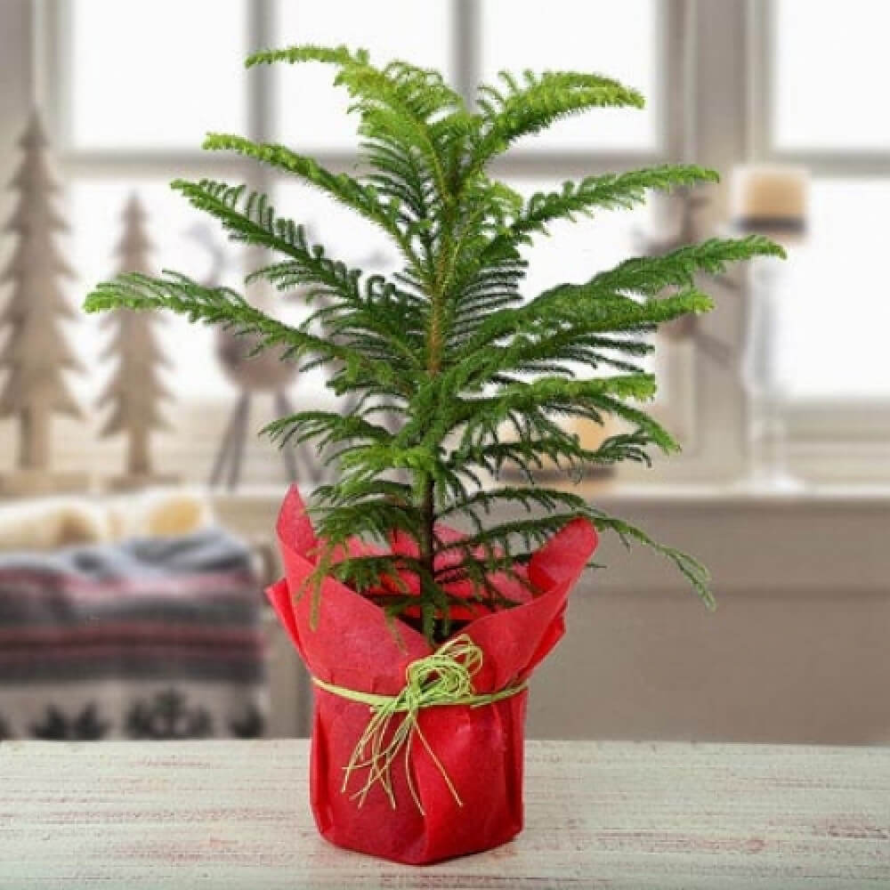 Araucaria Plant - Bring Happiness
