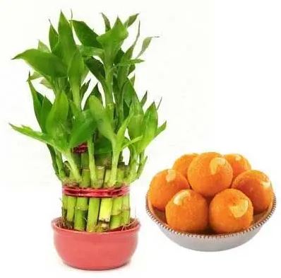 Motichur N Lucky Bamboo Gift - for Flower Delivery in India 