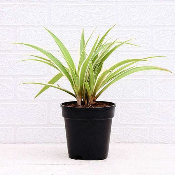 Beautiful Spider Plant - Constant Love - for Flower Delivery in India 