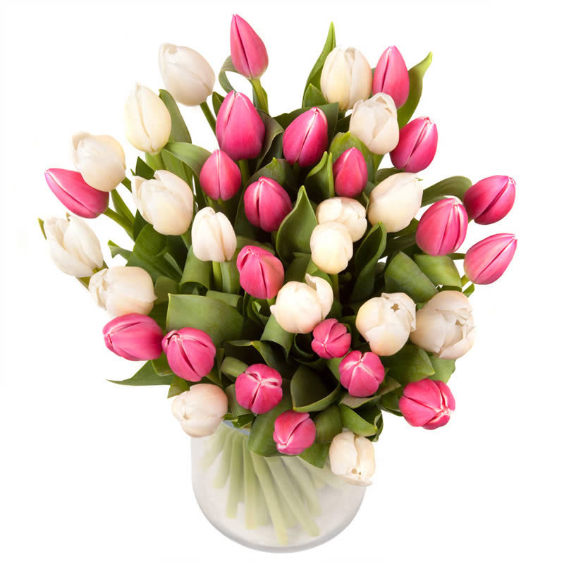 Executive Luxury Tulip
