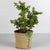 Feel Peace With Jade Plant- - for Online Flower Delivery In India -This beautiful plants contains: Jade Plant Nicely arranged in plastic pot Note: While we always strive to ensure that products are accurately represented in our photographs, from season to season and subject to availability, our florists may be required to substitute one or more flowers for a variety of equal or greater quality, appearance and value. 