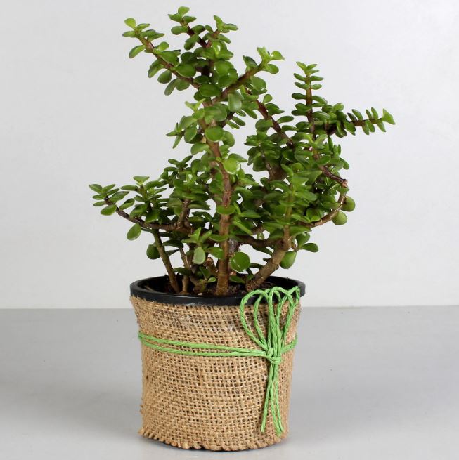 Feel Peace With Jade Plant - for Online Flower Delivery In India 