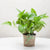Calm Money Plant- - for Online Flower Delivery In India -This beautiful plant contains: Money Plant Nicely arranged in plastic pot Note: While we always strive to ensure that products are accurately represented in our photographs, from season to season and subject to availability, our florists may be required to substitute one or more flowers for a variety of equal or greater quality, appearance and value. 