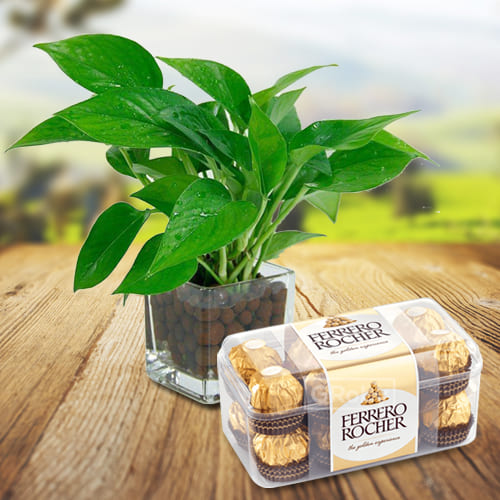 Ferrerorocher N Plant Surprise Gift