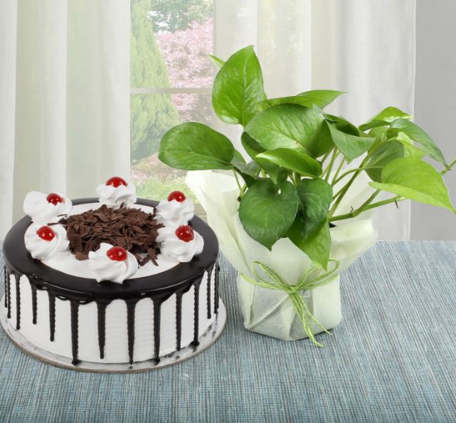 Foresty Green Surprise