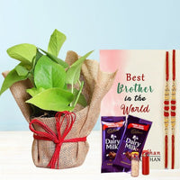 Rakhi with Plants - from Best Rakhi Delivery in Occasion | Rakhi | With Personalized Gifts 