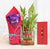 Good Luck Choco Treat- Midnight Flower Delivery in Occasion | Rakhi | Rakhi with Plants -This Beautiful Rakhi Combo Gift consists of: One Piece Rakhi One Lucky Bamboo 2 Dairy Milk Silk (65 gm) Shipping Instructions (ONLY in case of Courier Delivery): Soon after the order has been dispatched, you will receive a tracking number that will help you trace your gift. Since this product is shipped using the services of our courier partners, the date of delivery is an estimate. We will be more than happy to replace a defective product, please inform us at the earliest and we shall do the needful. Deliveries may not be possible on Sundays and National Holidays. Kindly provide an address where someone would be available at all times since our courier partners do not call prior to delivering an order. Redirection to any other address is not possible. Exchange and Returns are not possible. Note: The photos are indicative. Occasionally, we may need to substitute product with equal or higher value due to temporary and/or regional unavailability issues. 