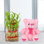 Good Luck Teddy Love- Midnight Gift Delivery in Category | Gifts | Father's Day Plants Combo -This Beautiful Plants combo consists of Two Layer Lucky Bamboo Plant (Height approx 6-8 inches) nicely arranged in a glass vase 6 inches Pink teddy Note: While we always strive to ensure that products are accurately represented in our photographs, from season to season and subject to availability, our florists may be required to substitute one or more flowers for a variety of equal or greater quality, appearance and value. Also for cakes, Actual design and arrangement might differ based on chef, seasonal elements and ingredient availability. 