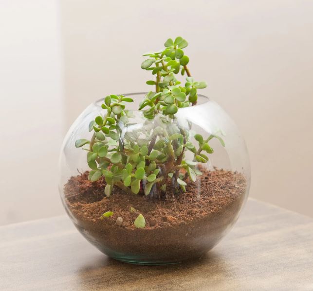 Grandparents Day Special Jade Plant Gift