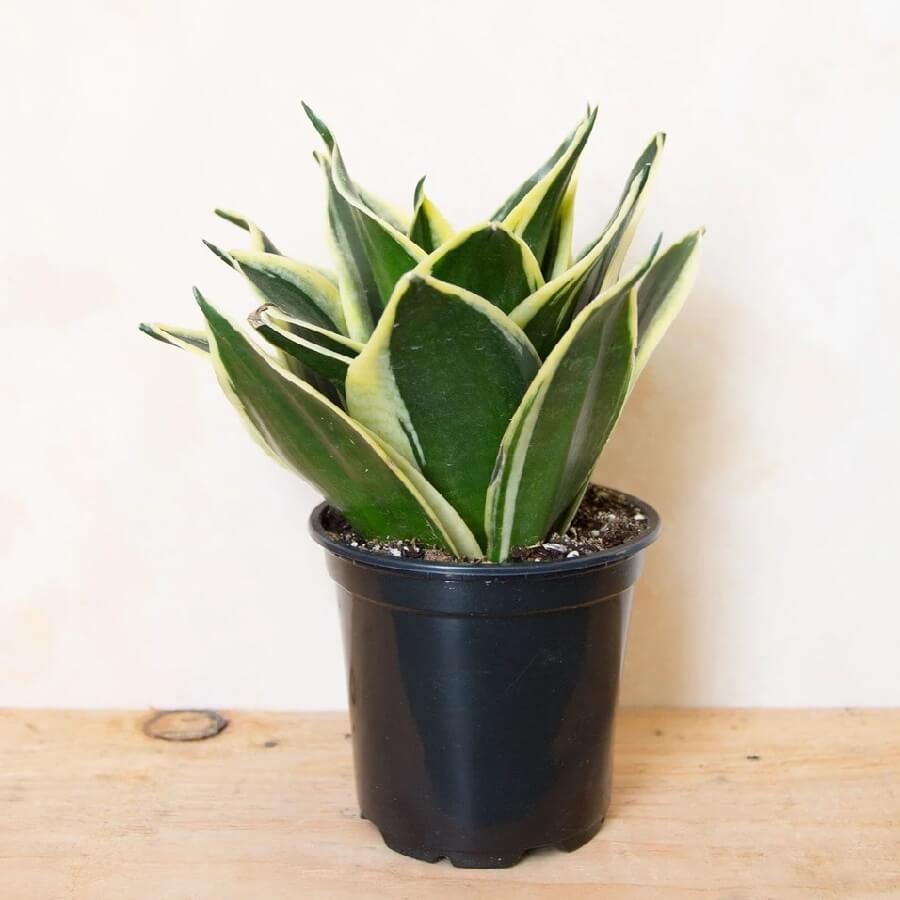 Sansevieria - Make World Green
