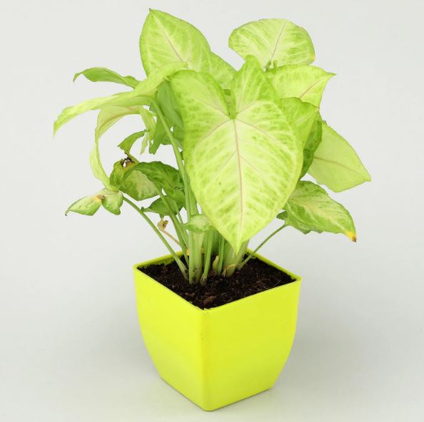 Syngonium - Make Your Environment Healthy - for Online Flower Delivery In India 