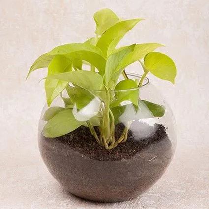 Money Plant Treat
