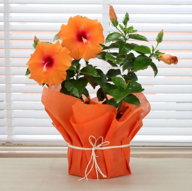 Hibiscus Plant - Morning Freshness - from Best Flower Delivery in India 