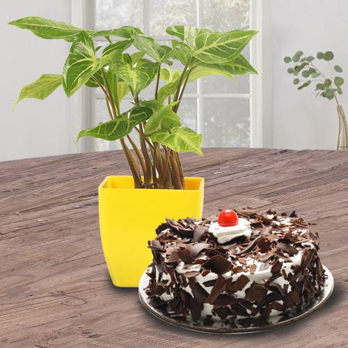 Pure Janmashtami Love Gift