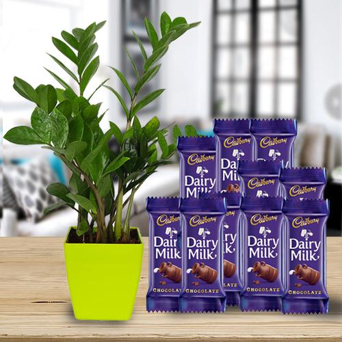 Lovely Zamia N Dairy Milk Combo