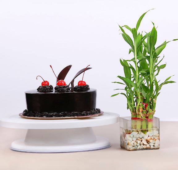 Premium Chcocolate Cake N Plant - for Online Flower Delivery In India 